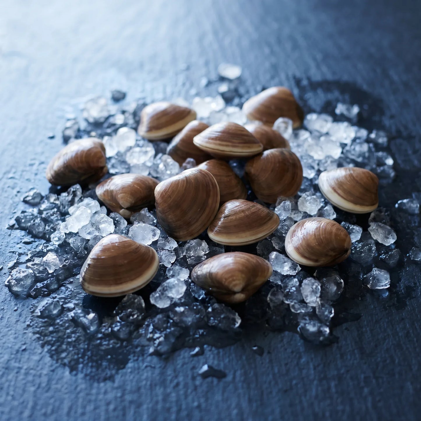 Almeja Chocolata