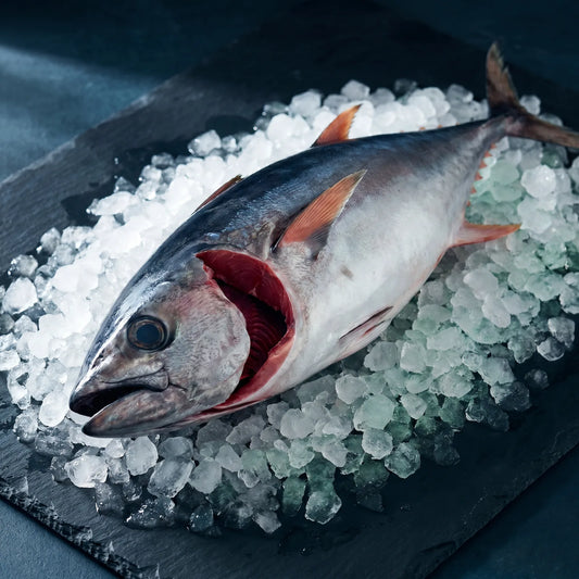 ATUN Aleta AZUL